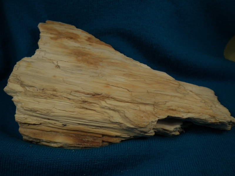 fosilizované drevo