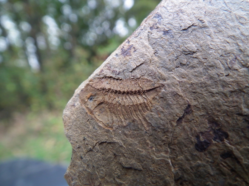 Trilobit (foto na mieste nálezu)